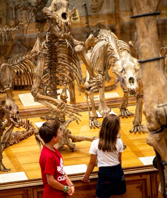 Galerie de Paléontologie et d’Anatomie comparée : Remontez le temps à la rencontre des géants disparus