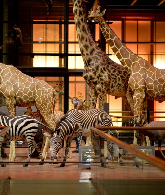 Grande Galerie de l’Evolution : Un voyage spectaculaire au cœur de la biodiversité