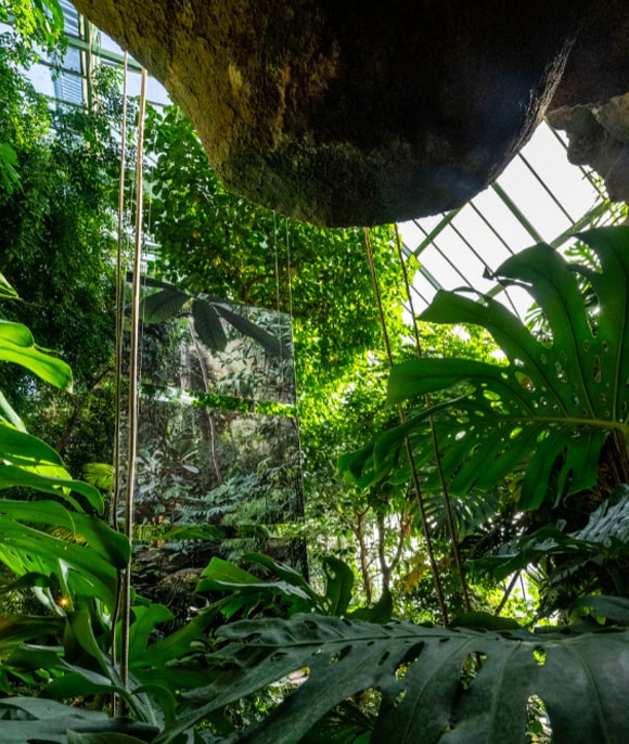 Grandes Serres du Jardin des Plantes : Faites voyager vos bénéficiaires à travers les climats du monde