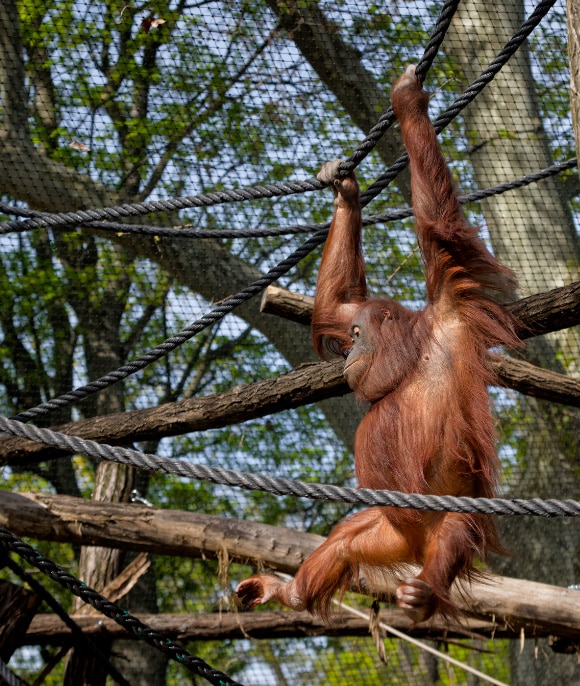 Ménagerie, le zoo du Jardin des Plantes : Le plus ancien zoo de France au cœur de Paris